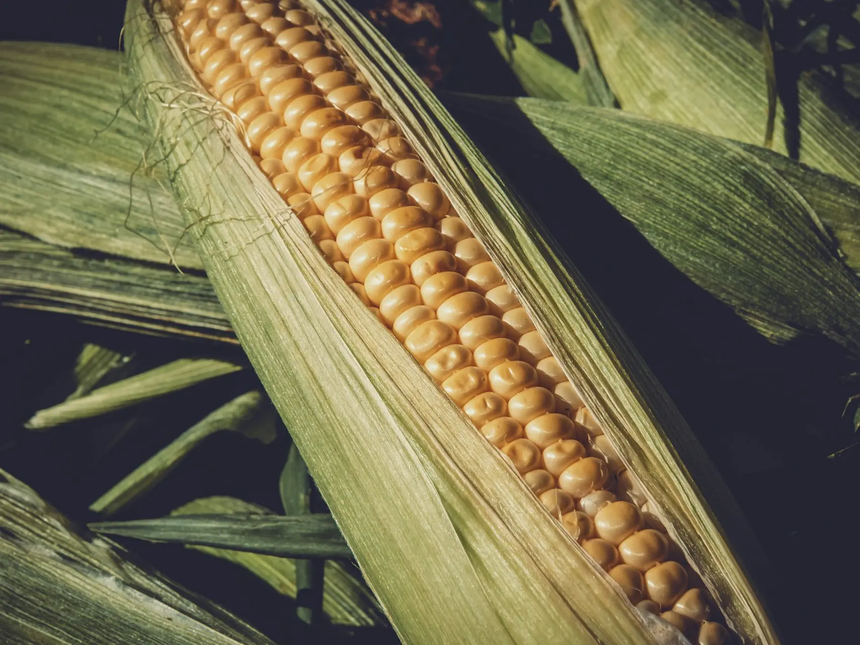 corn plant in close up photography